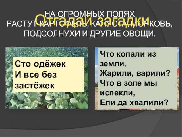 НА ОГРОМНЫХ ПОЛЯХ РАСТУТ КАРТОФЕЛЬ, КАПУСТА, МОРКОВЬ, ПОДСОЛНУХИ И ДРУГИЕ ОВОЩИ. Сто