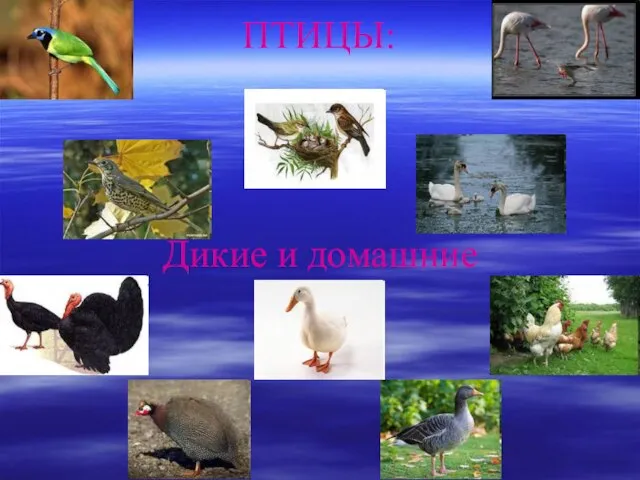 ПТИЦЫ: Дикие и домашние