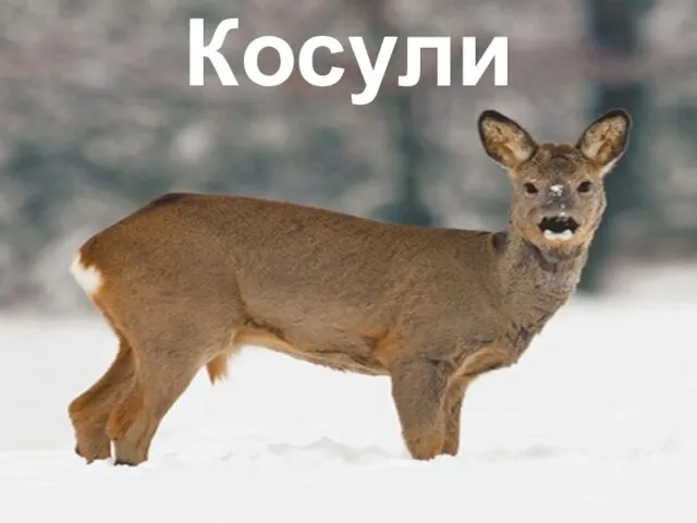 Косули