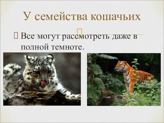 Все могут рассмотреть даже в полной темноте. У семейства кошачьих