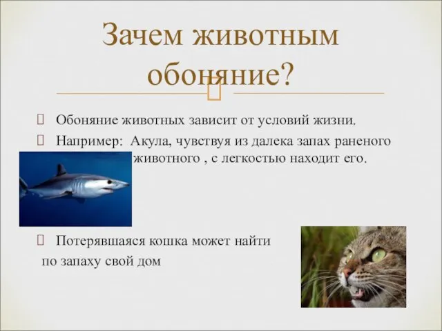 Обоняние животных зависит от условий жизни. Например: Акула, чувствуя из далека запах