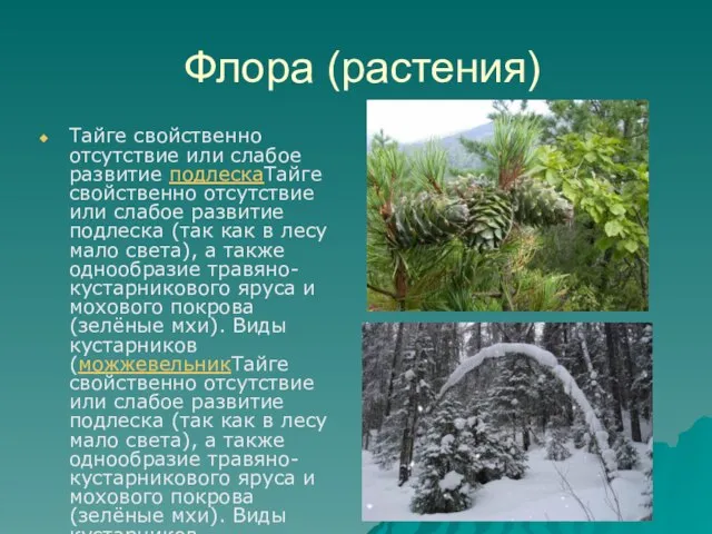 Флора (растения) Тайге свойственно отсутствие или слабое развитие подлескаТайге свойственно отсутствие или