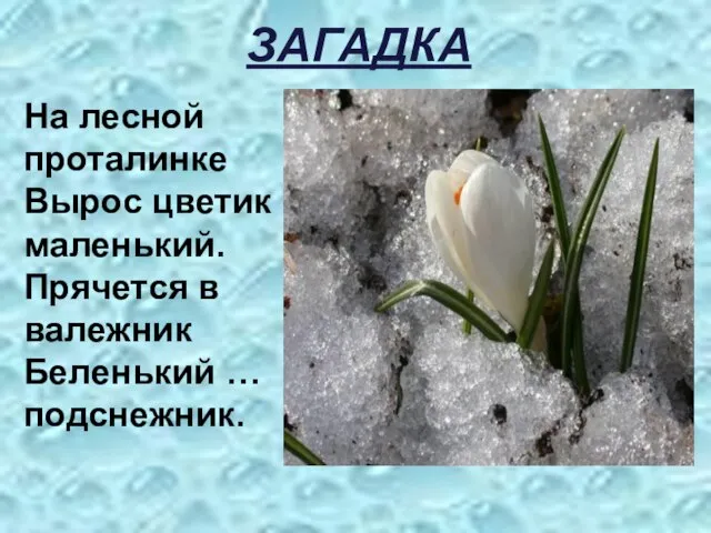 ЗАГАДКА На лесной проталинке Вырос цветик маленький. Прячется в валежник Беленький … подснежник.