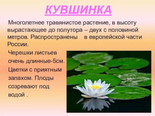 КУВШИНКА Многолетнее травянистое растение, в высоту вырастающее до полутора – двух с