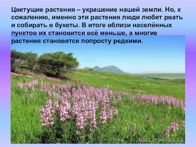 Цветущие растения – украшение нашей земли. Но, к сожалению, именно эти растения