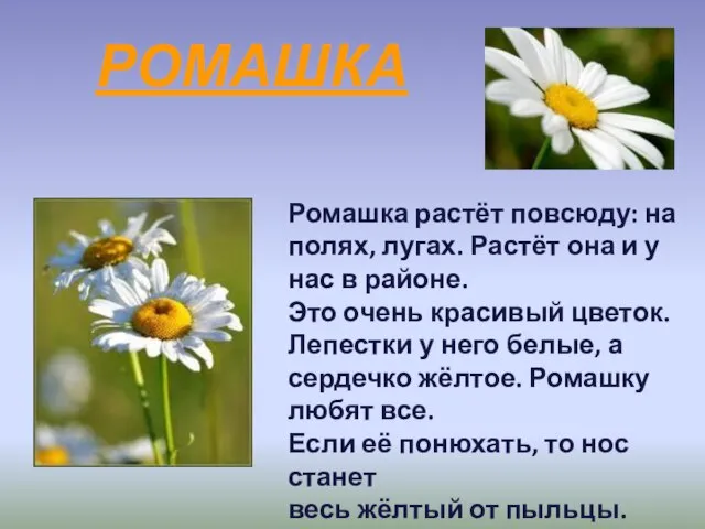 РОМАШКА Ромашка растёт повсюду: на полях, лугах. Растёт она и у нас