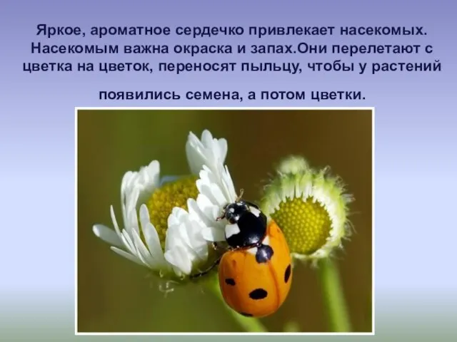 Яркое, ароматное сердечко привлекает насекомых. Насекомым важна окраска и запах.Они перелетают с