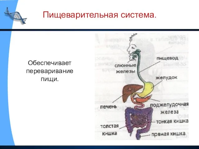 Пищеварительная система. Обеспечивает переваривание пищи.