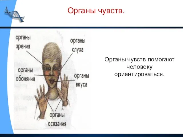 Органы чувств. Органы чувств помогают человеку ориентироваться.