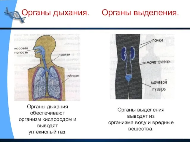 Органы дыхания. Органы выделения. Органы дыхания обеспечивают организм кислородом и выводят углекислый