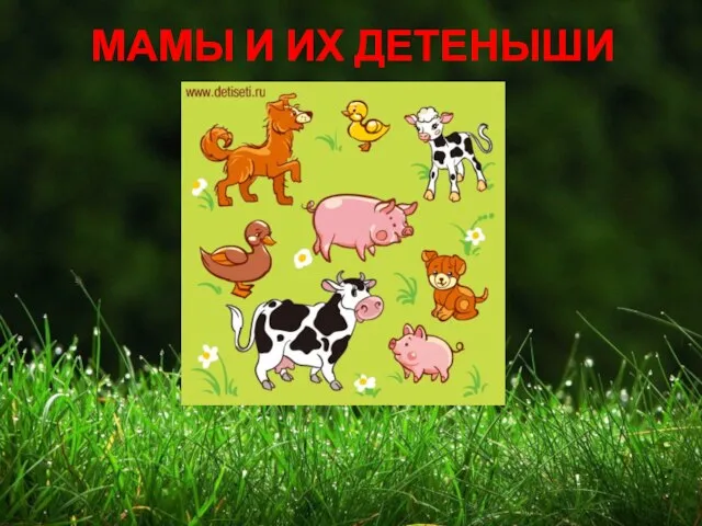 МАМЫ И ИХ ДЕТЕНЫШИ