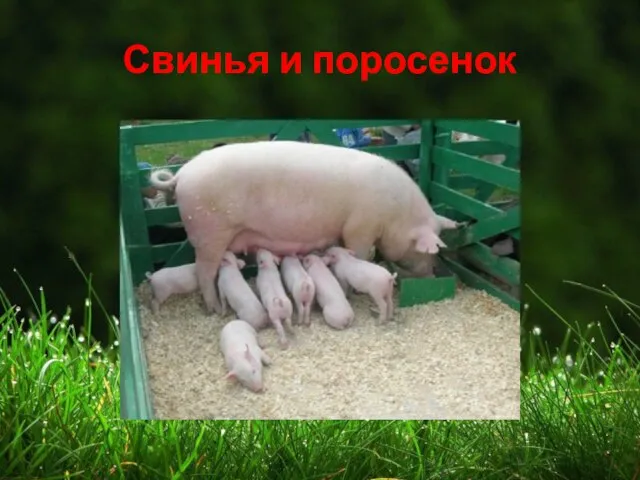 Свинья и поросенок