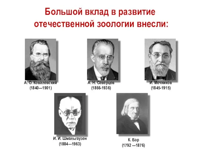 И. Мечников (1845-1915) А. О. Ковалевский (1840—1901) А. Н. Северцев (1866-1936) К.