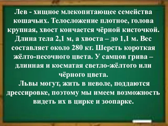 Лев - хищное млекопитающее семейства кошачьих. Телосложение плотное, голова крупная, хвост кончается