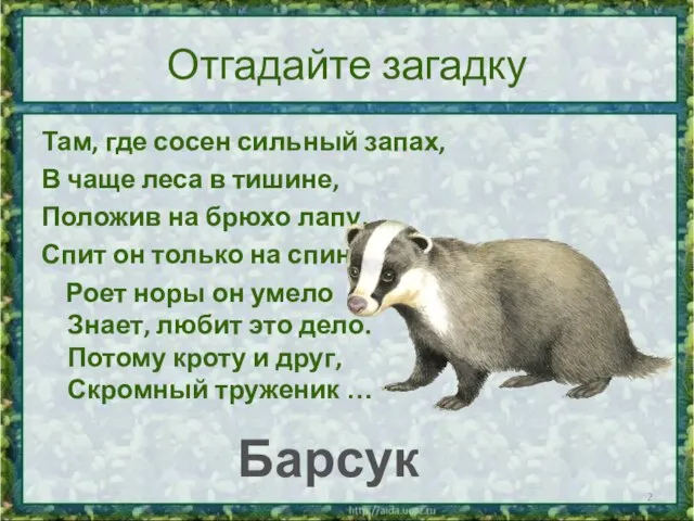 Отгадайте загадку Там, где сосен сильный запах, В чаще леса в тишине,