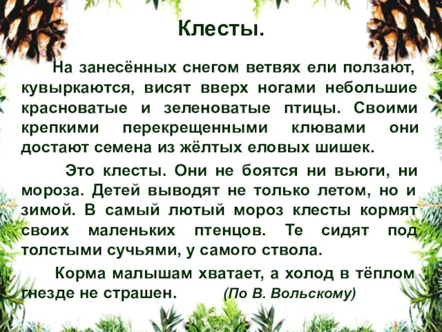 Клесты. На занесённых снегом ветвях ели ползают, кувыркаются, висят вверх ногами небольшие