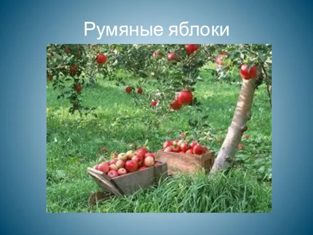 Румяные яблоки