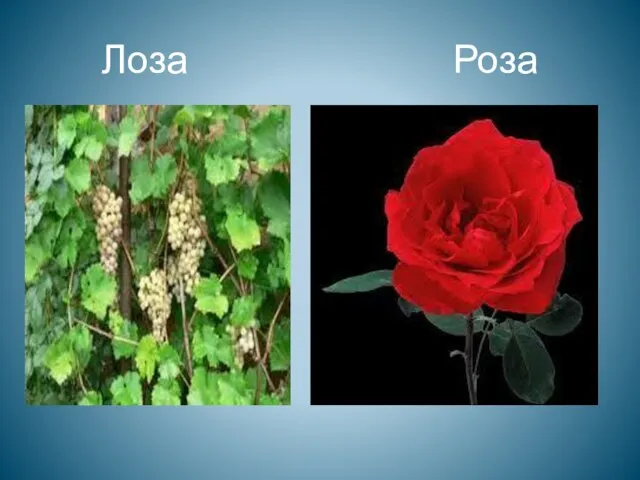 Лоза Роза