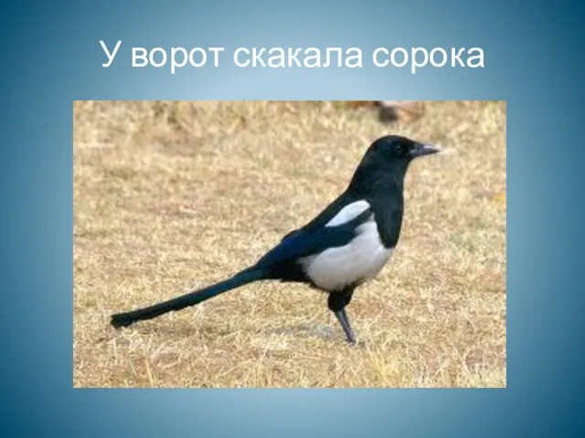 У ворот скакала сорока