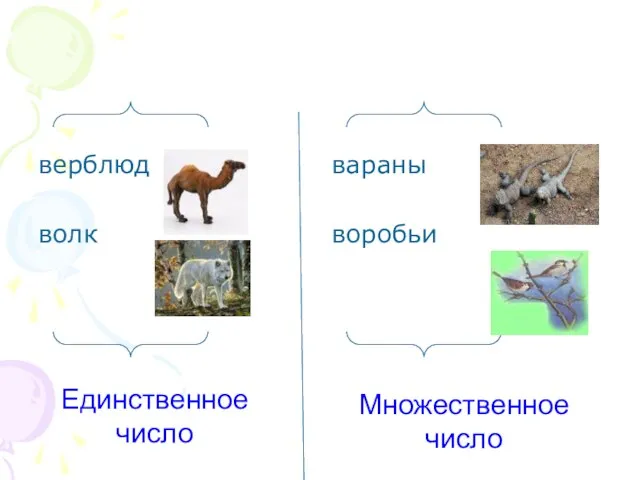 верблюд волк вараны воробьи Единственное число Множественное число