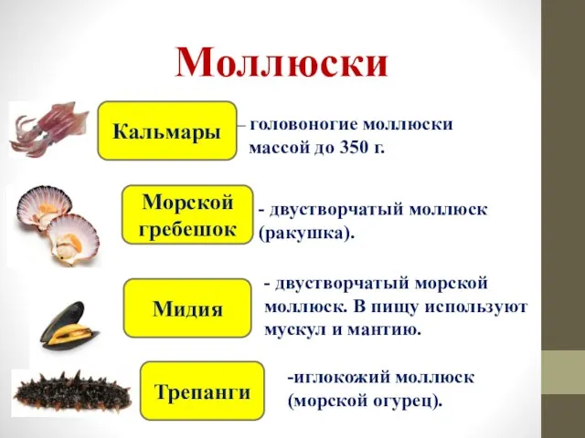 – головоногие моллюски массой до 350 г. Моллюски Кальмары Морской гребешок Мидия