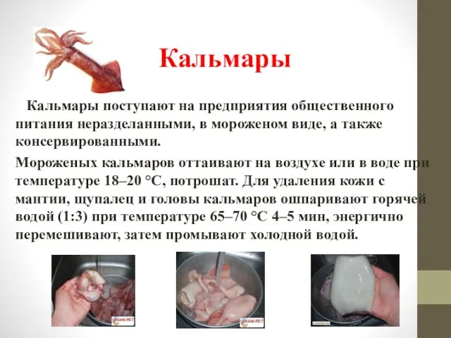 Кальмары Кальмары поступают на предприятия общественного питания неразделанными, в мороженом виде, а