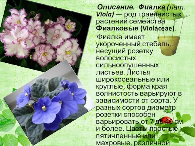 Описание. Фиалка (лат. Viola) — род травянистых растений семейства Фиалковые (Violaceae). Фиалка