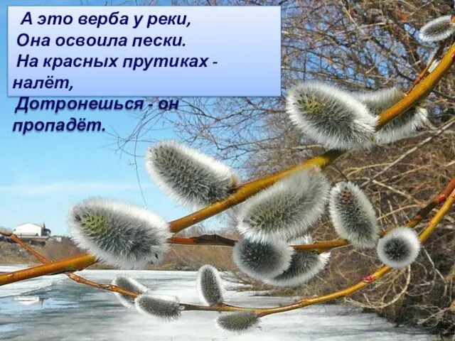 А это верба у реки, Она освоила пески. На красных прутиках -