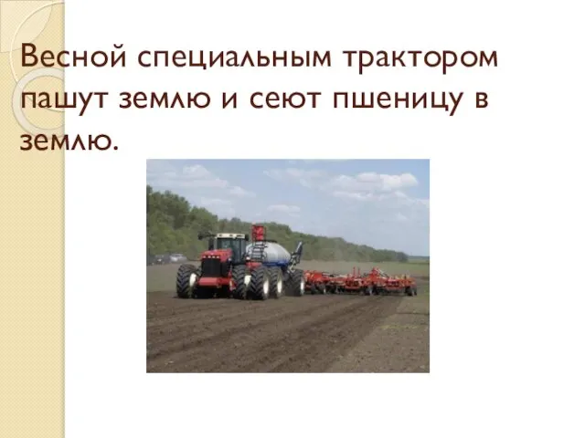 Весной специальным трактором пашут землю и сеют пшеницу в землю.