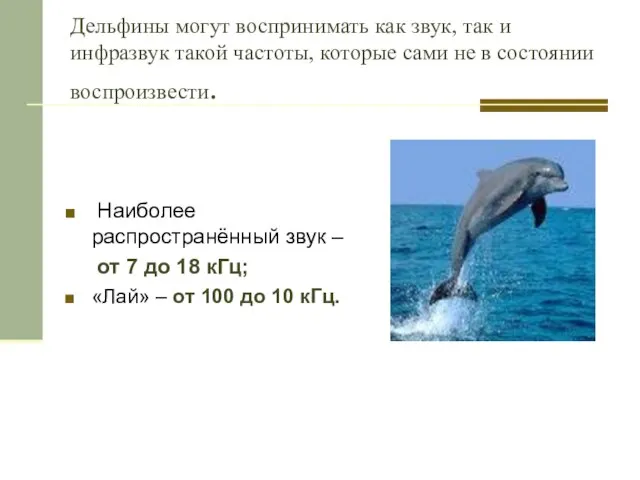 Дельфины могут воспринимать как звук, так и инфразвук такой частоты, которые сами