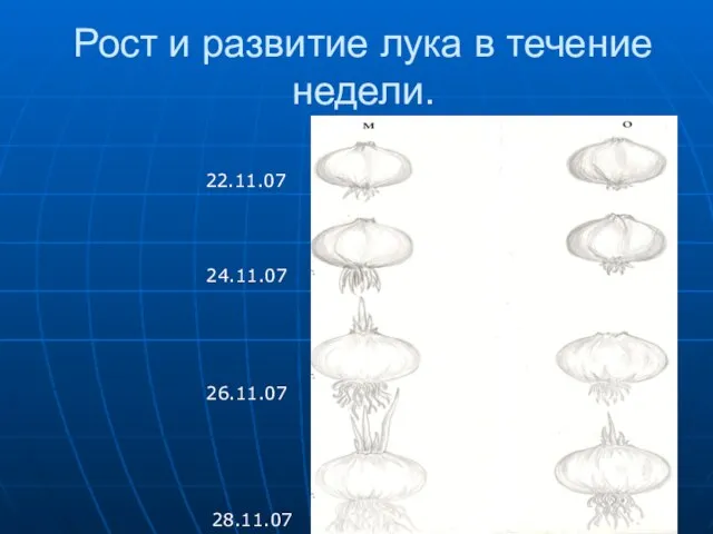 Рост и развитие лука в течение недели. 22.11.07 24.11.07 26.11.07 28.11.07