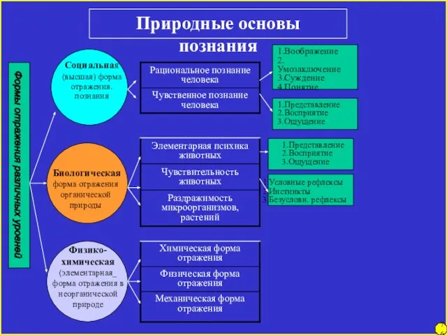 Природные основы познания Формы отражения различных уровней Социальная (высшая) форма отражения. познания