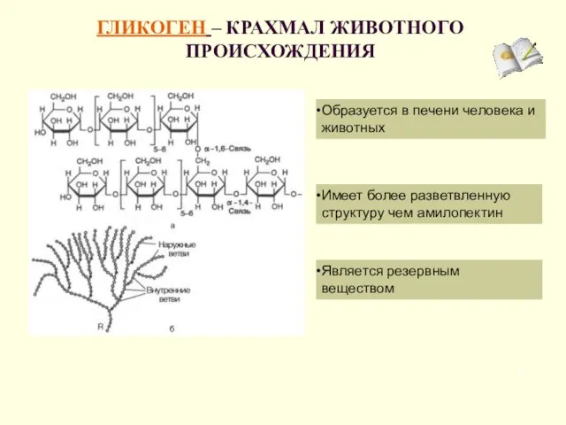 ГЛИКОГЕН – КРАХМАЛ ЖИВОТНОГО ПРОИСХОЖДЕНИЯ Является резервным веществом Образуется в печени человека