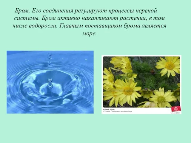 Бром. Его соединения регулируют процессы нервной системы. Бром активно накапливают растения, в