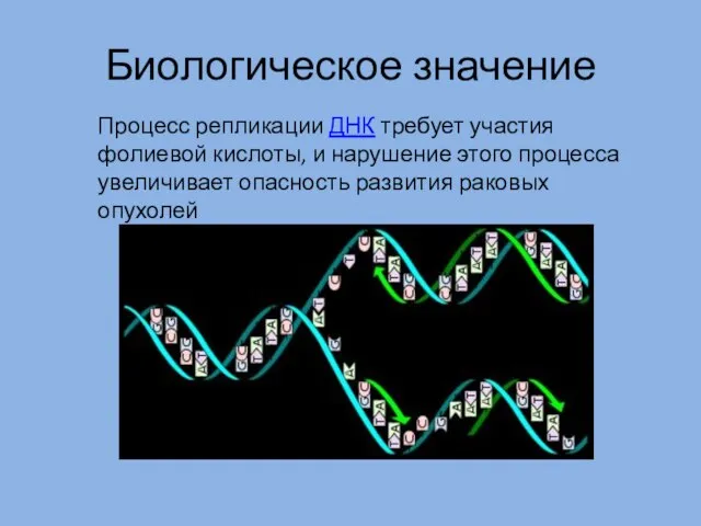 Биологическое значение Процесс репликации ДНК требует участия фолиевой кислоты, и нарушение этого
