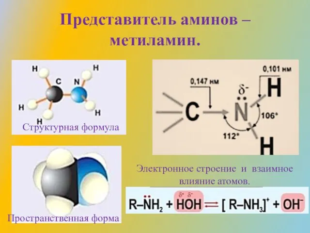 Представитель аминов – метиламин. Структурная формула Пространственная форма Электронное строение и взаимное влияние атомов.