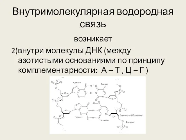 Внутримолекулярная водородная связь возникает 2)внутри молекулы ДНК (между азотистыми основаниями по принципу