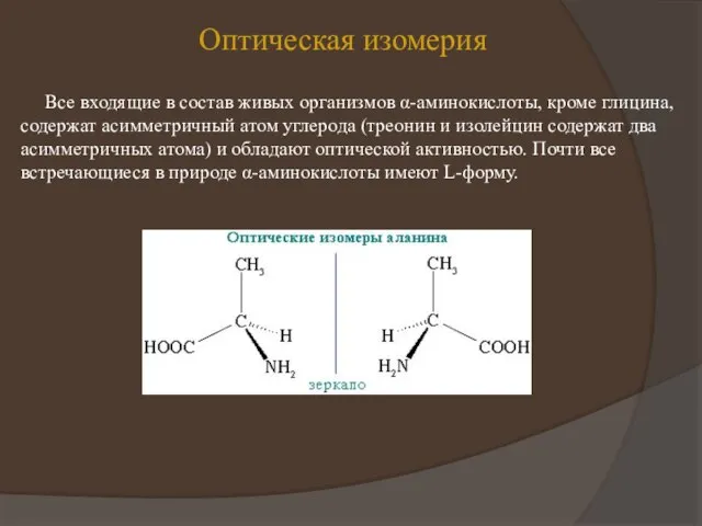 Оптическая изомерия Все входящие в состав живых организмов α-аминокислоты, кроме глицина, содержат