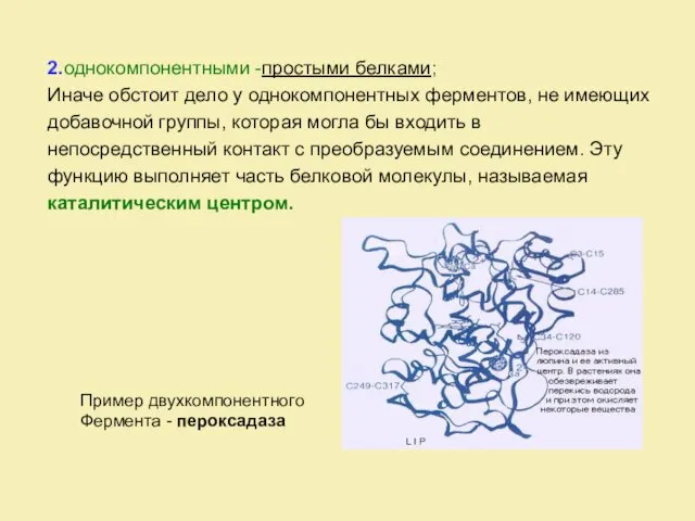 2.однокомпонентными -простыми белками; Иначе обстоит дело у однокомпонентных ферментов, не имеющих добавочной