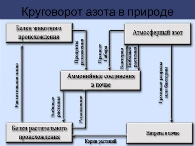 Круговорот азота в природе