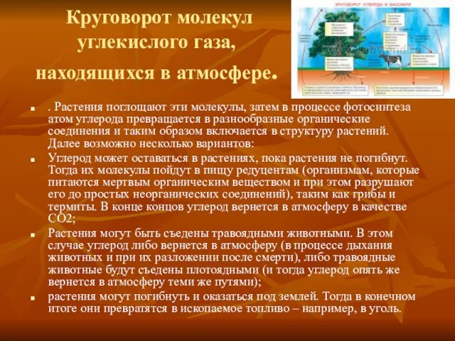 Круговорот молекул углекислого газа, находящихся в атмосфере. . Растения поглощают эти молекулы,