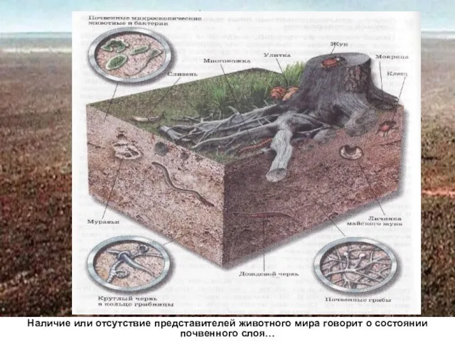 Наличие или отсутствие представителей животного мира говорит о состоянии почвенного слоя…