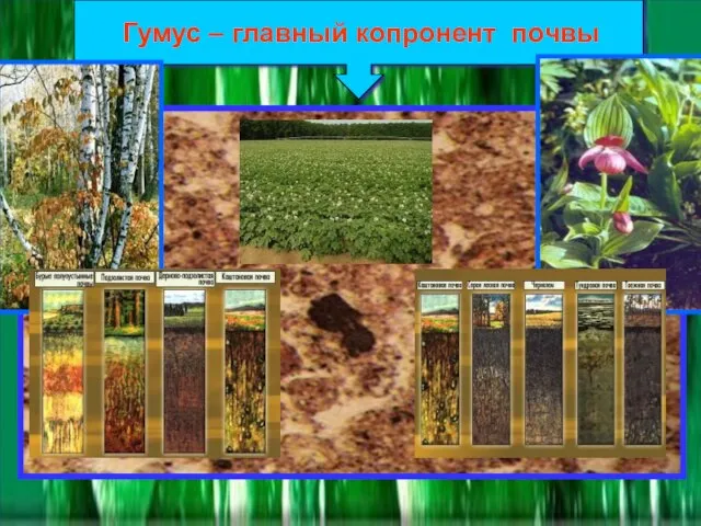 Гумус – главный копронент почвы