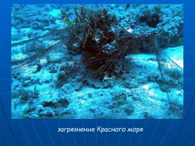 загрязнение Красного моря