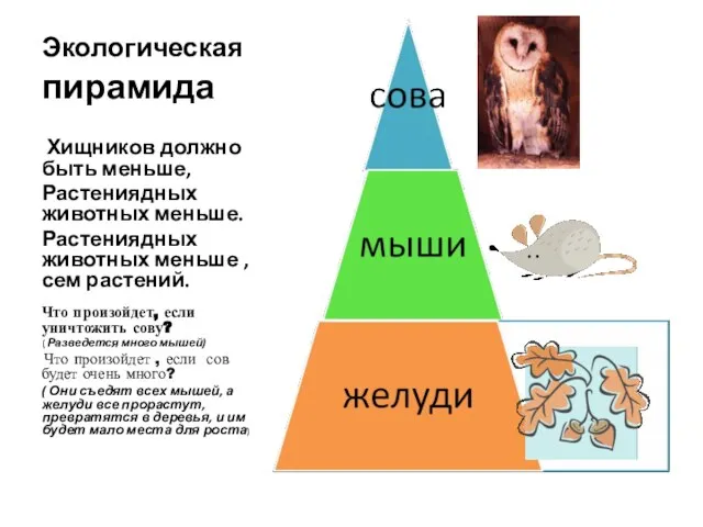 Экологическая пирамида Хищников должно быть меньше, Растениядных животных меньше. Растениядных животных меньше