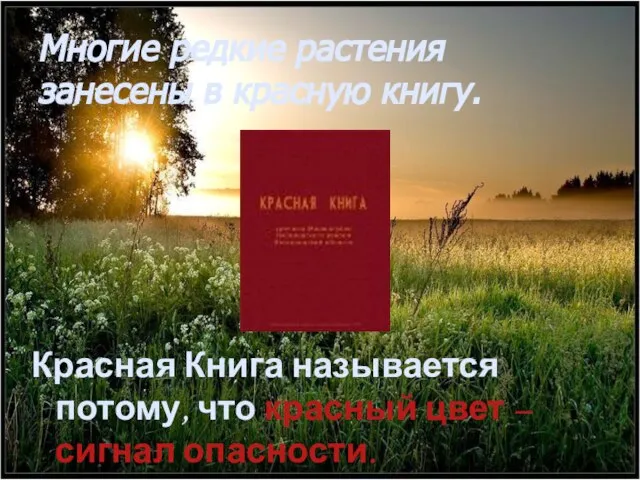 Многие редкие растения занесены в красную книгу. Красная Книга называется потому, что