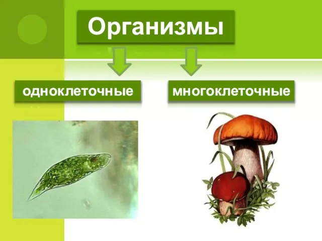 одноклеточные многоклеточные Организмы