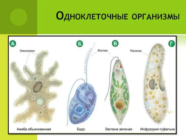 Одноклеточные организмы