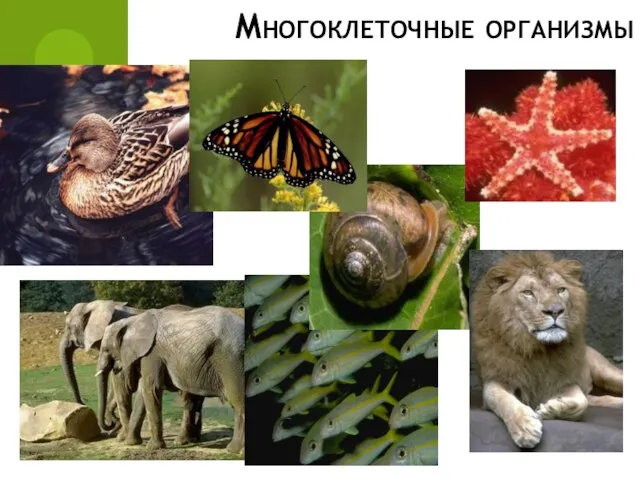 Многоклеточные организмы