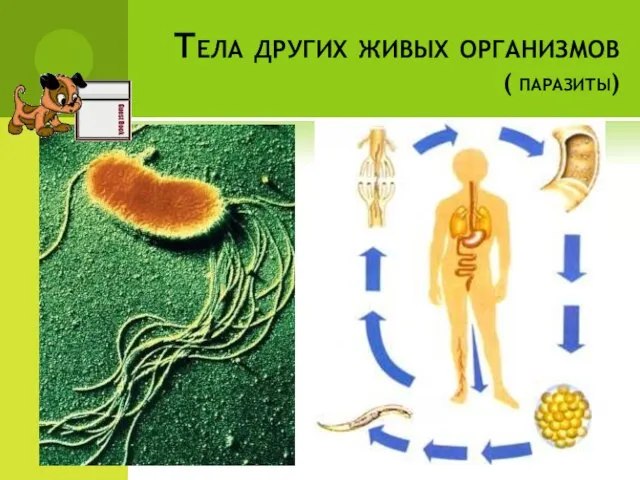 Тела других живых организмов ( паразиты)